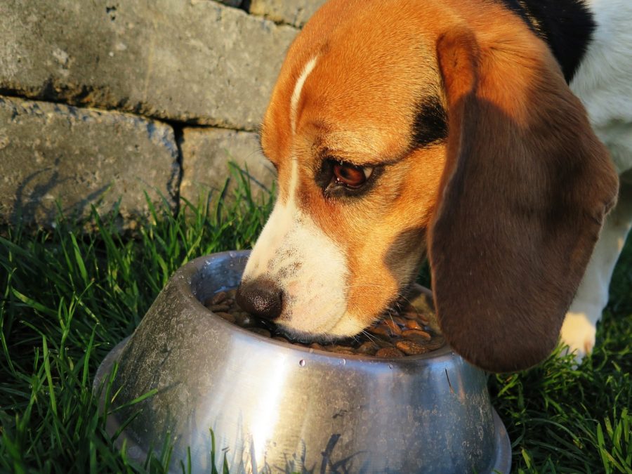 Alimentation bio du chien : les bons conseils pour bien le nourrir